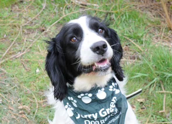 Jerry Green Dog Rescue is looking for families to get involved in their fostering scheme, to take care of dogs like Buster. ANL-160104-120916001