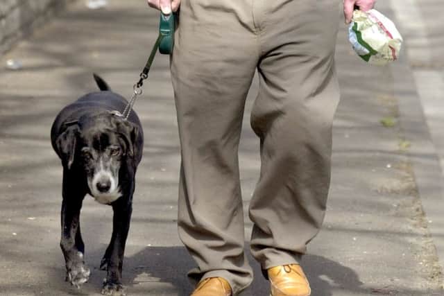 dog walker gv ENGASH0000437525