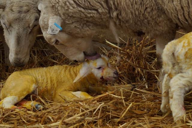 Baby lamb just one-minute old.