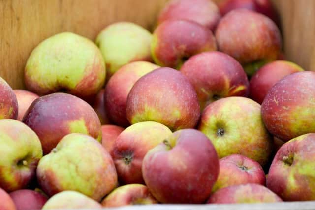 Apple Day at Wheldon's Farm in Newton. EMN-160504-153857001