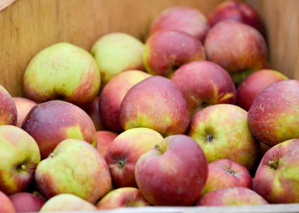 Apple Day at Wheldon's Farm in Newton. EMN-160504-153857001