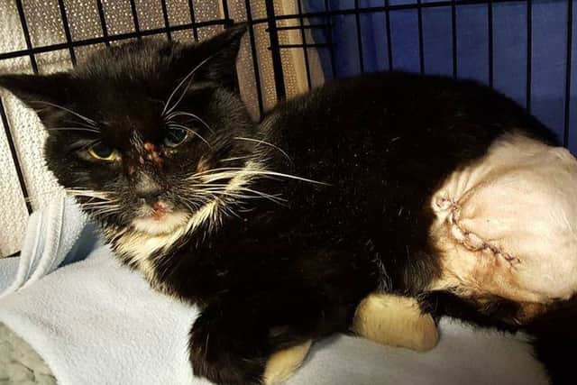 'Bentley' is now in good hands - after being abandoned and involved in a road traffic accident.