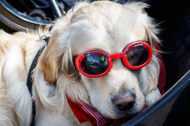 No Caption ABCDEThe biker dog EMN-160418-143359001