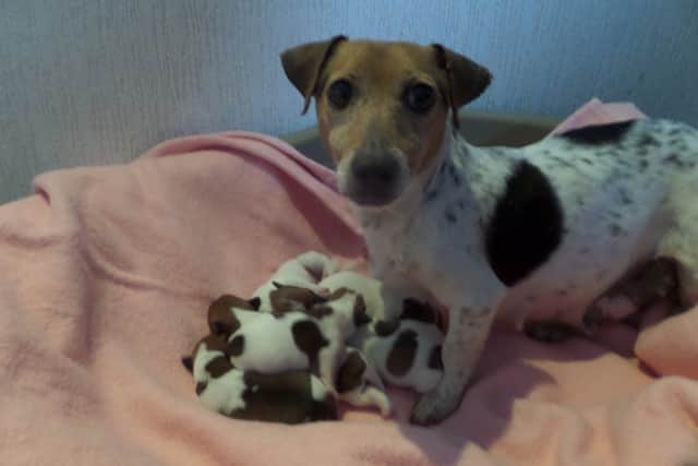 Daisy the Jack Russell