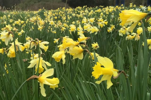 Daffodils