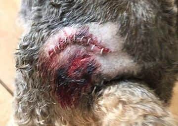 Buster the terrier cross had to have 10 staples and treatment for two puncture wounds after he was attacked at Anderby Creek. ANL-160426-105316001