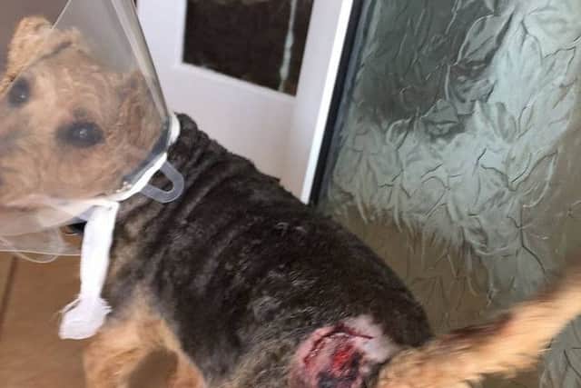 Buster the terrier cross had to have 10 staples and treatment for two puncture wounds after he was attacked at Anderby Creek. ANL-160426-105316001