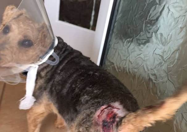 Buster the terrier cross had to have 10 staples and treatment for two puncture wounds after he was attacked at Anderby Creek. ANL-160426-105316001