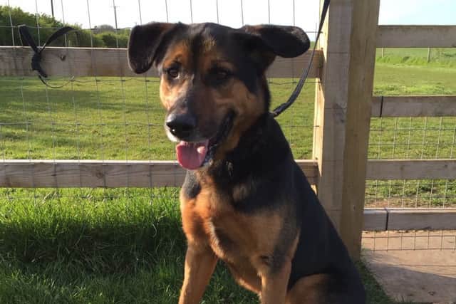 Rescue dog 'Bruce' - the friendly five-year-old rottweiler German-Shepherd cross.