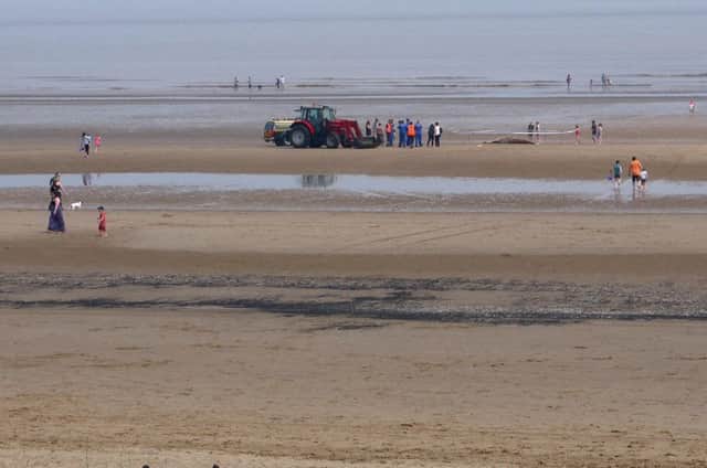 Dead Wale found on Mablethorpe beach. EMN-160905-152840001