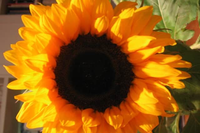Garden news EMN-160905-224340001