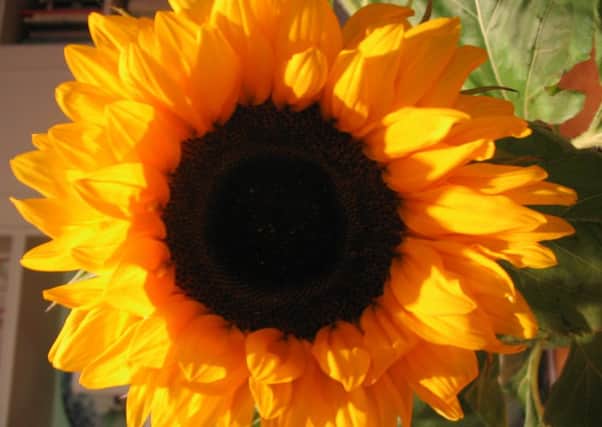 Garden news EMN-160905-224340001
