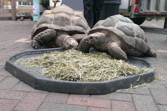 Giant tortoises in Spalding. ANL-160513-112057001