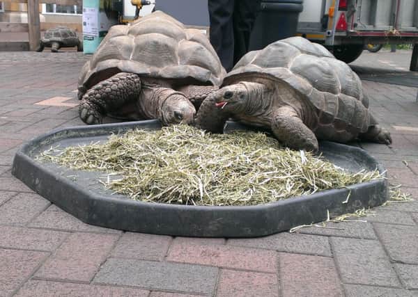 Giant tortoises in Spalding. ANL-160513-112057001
