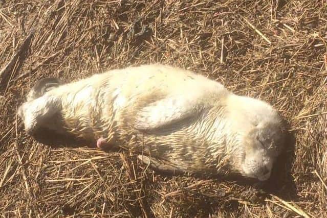 David the premature seal pup pictured at Benington Marsh before the rescue