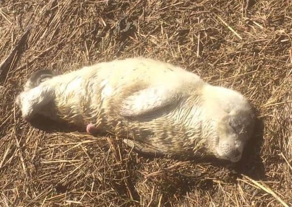 David the premature seal pup pictured at Benington Marsh before the rescue