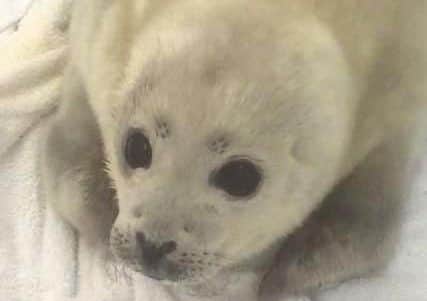 David the premature harbour seal pup is being cared for at Natureland, in Skegness.