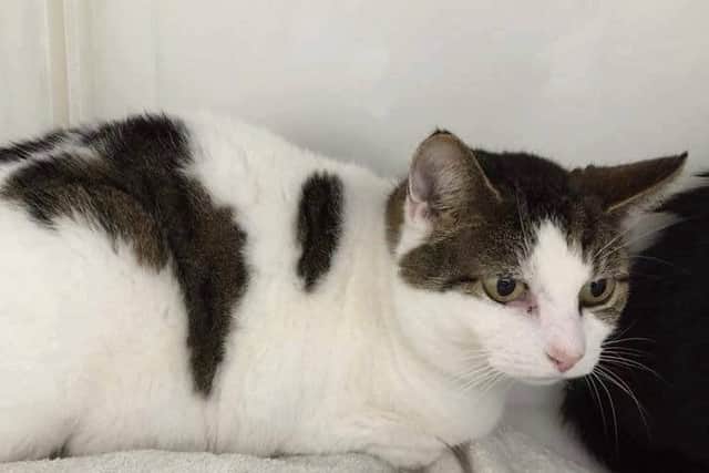 Pudi-Wee is looking for a new home with Pud-Pud after his owner passed away