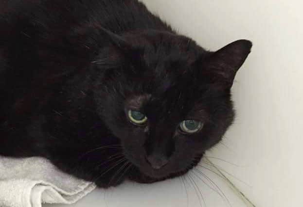 Pud-Pud is looking for a home with Pudi-Wee after their owner died.