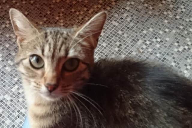 Pretty tabby Rosie needs a home