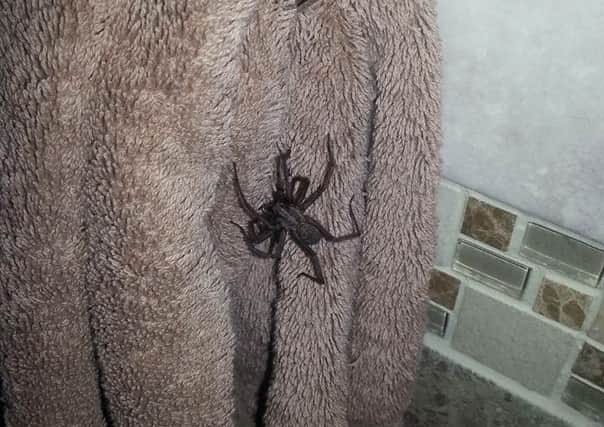 The spider found in Barbara Glen's bathroom. Photo: Barbara Glen
