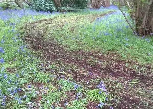 The damaged bluebells at Tattershall Carrs EMN-160519-153524001