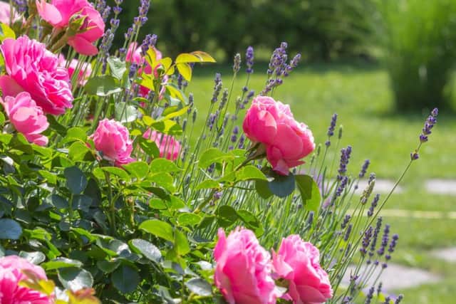 Summer flowers