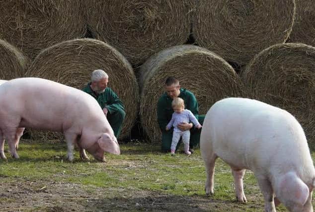 A chance to get up close to pigs at Minting Farm EMN-160527-132822001