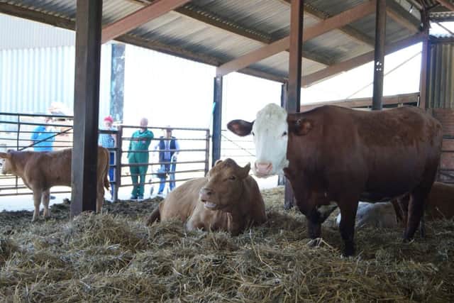 Open Farm Sunday at Minting Park Farm EMN-160506-174347001