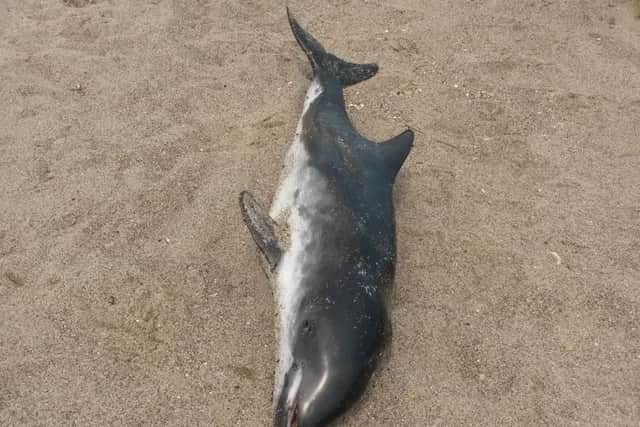 The dolphin found by Sarah Clayton on the beach. Photo: supplied
