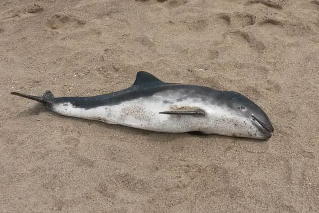 The dolphin found by Sarah Clayton on the beach. Photo: supplied