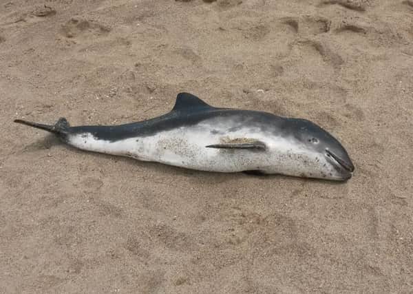 The dolphin found by Sarah Clayton on the beach. Photo: supplied