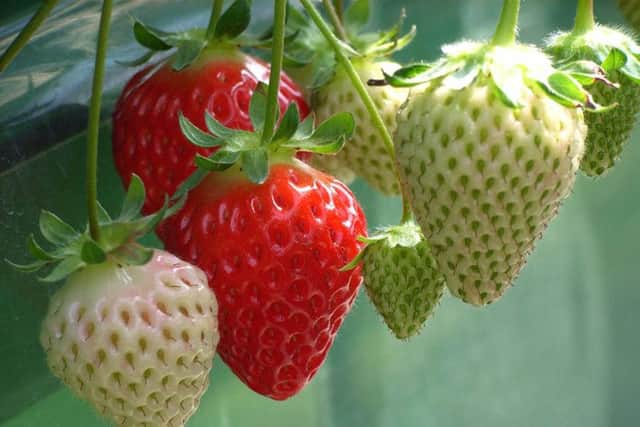 strawberries