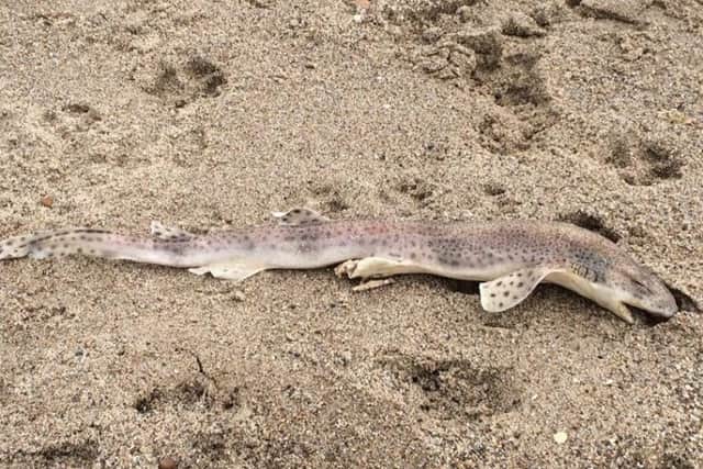 The dogfish washed up on Chapel beach. Photo by Thomas Wilkinson.