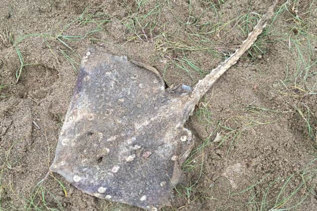 Louisa Woodall's photo of a thornback ray found washed up on sand dunes near Chapel Point.