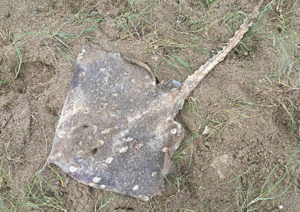 Louisa Woodall's photo of a thornback ray found washed up on sand dunes near Chapel Point.
