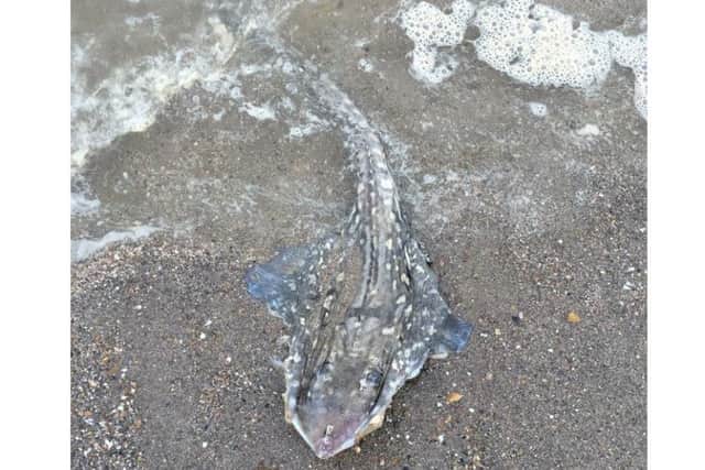 This unusual creature was found dead on the shoreline at Chapel St Leonards by Helen Pearson.