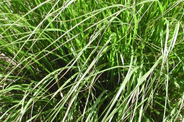 Grass