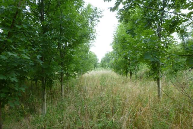 Cadney Wood EMN-160620-133351001