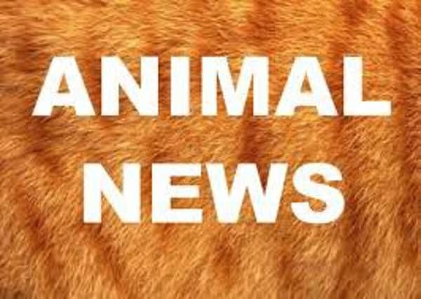 Animal News.