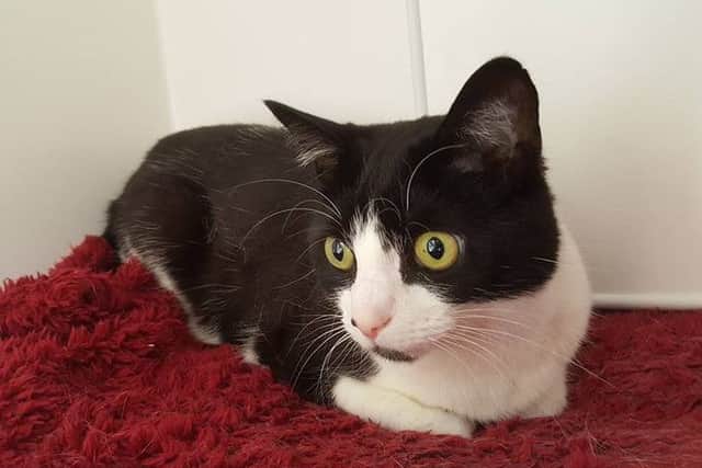 Netty needs a home