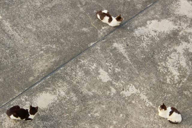 Calls for tougher controls on cat population