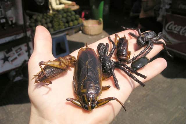 Could bugs be the saviour to the threat of the global food crisis?