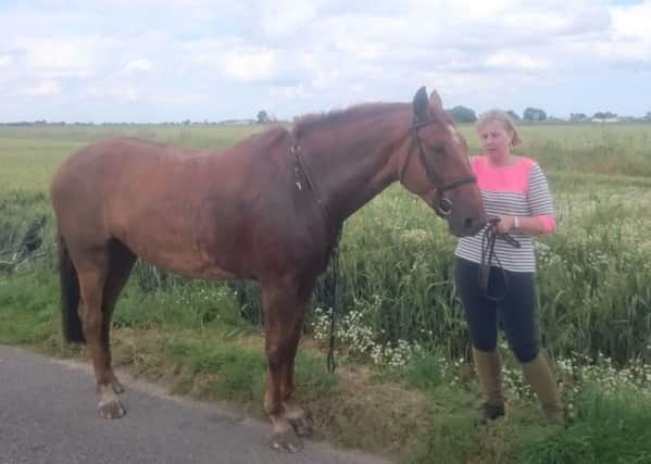 Horse rescued from ditch by Donington Crew. Photo: Lincolnshire Fire and Rescue (@LincsFireRescue)