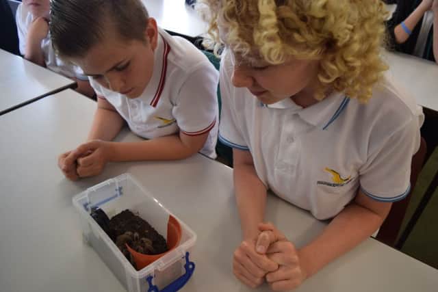 A truly tropical tarantula experience EMN-160607-172023001