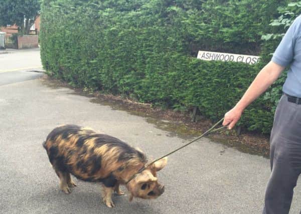 Have you lost a pig in Horncastle?