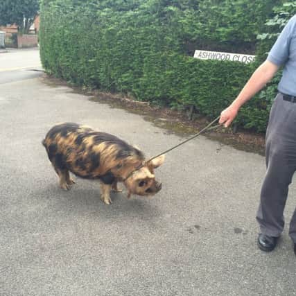 Have you lost a pig in Horncastle?