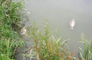 Koi herpesvirus disease was confirmed in carp at Bain Valley Fisheries.