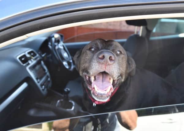 Charlie the lab - dog in a hot car EMN-160718-171314009