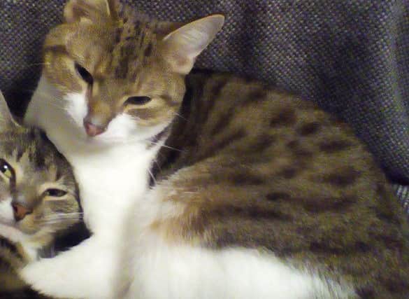 Have you seen missing cat Pebbles?